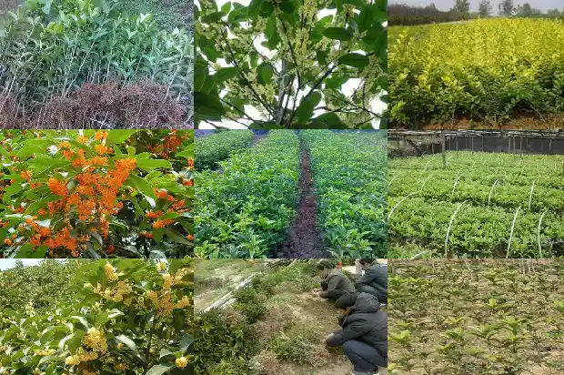 移植的桂花树多久浇一次水啊1686529367717