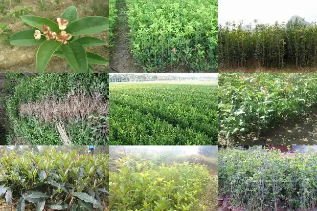 移植的桂花树多久浇一次水啊1686529367765