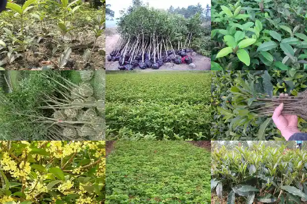 桂花树移栽怎么浇水施肥1686529385842