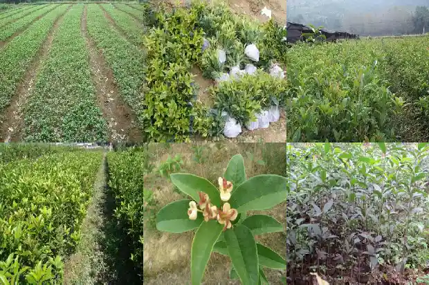 桂花树移栽怎么浇水施肥1686529385890
