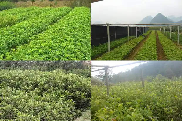 桂花树移栽怎么浇水施肥1686529385938