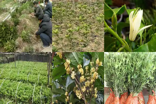 刚移栽桂花树怎么浇水1686529405437