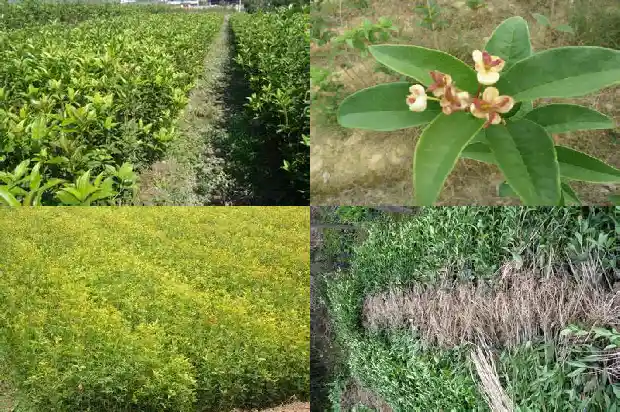 桂花树刚移植怎么浇水最好1686529427669