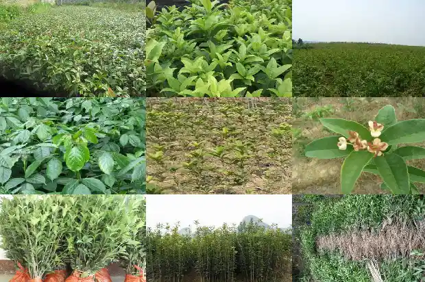 盆栽桂花树苗移栽怎么浇水呢1686529446525