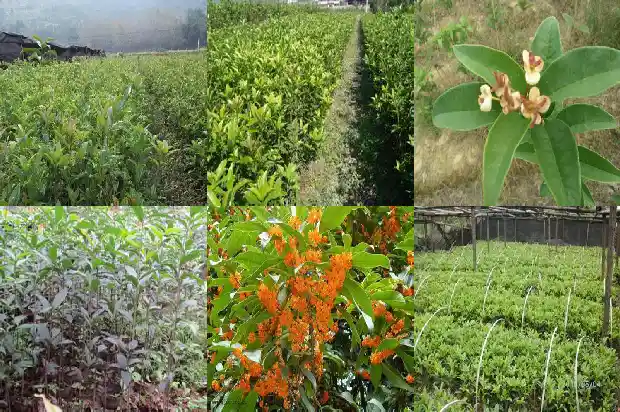 盆栽桂花树苗移栽怎么浇水呢1686529446572