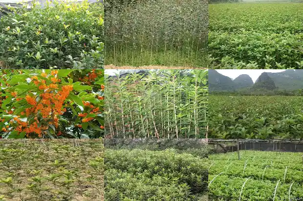 桂花树盆栽如何浇水施肥1686529469606