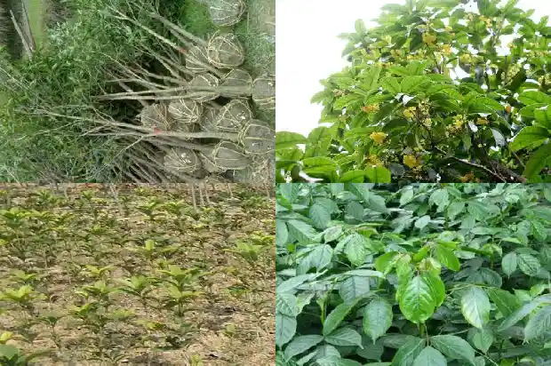 桂花树盆栽如何浇水施肥1686529469654