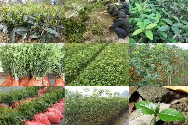 桂花树盆栽如何浇水施肥1686529469701