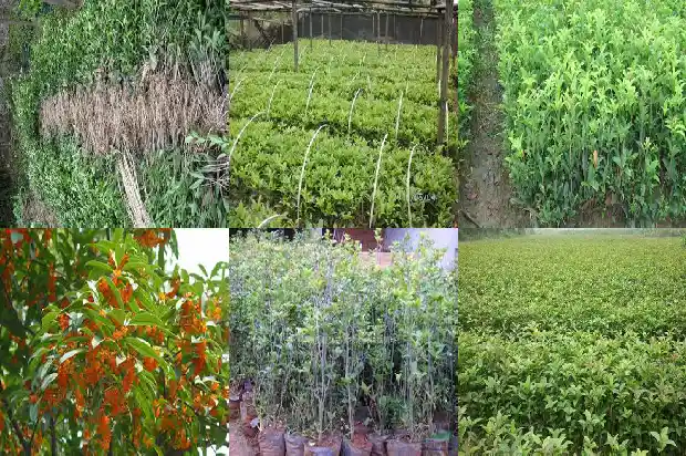 桂花树盆栽如何浇水施肥1686529469749