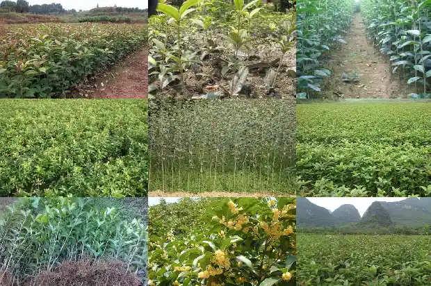 桂花树盆栽怎么浇水1686529494681