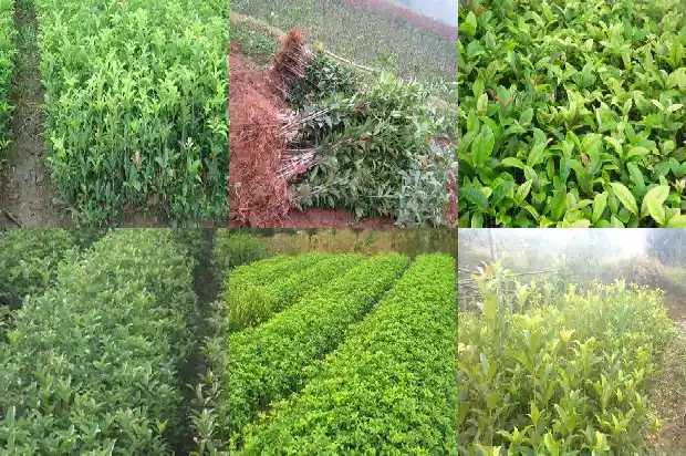 桂花树盆栽怎么浇水1686529494729