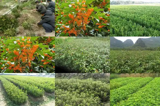 桂花树盆栽怎么浇水1686529494777