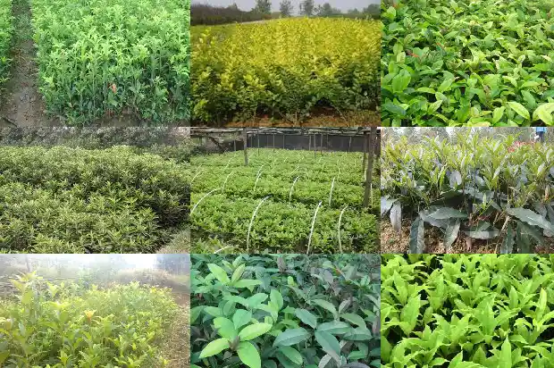 桂花树栽好后怎么浇水1686529512881