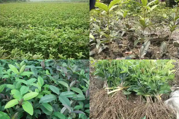 桂花树栽好后怎么浇水1686529512928