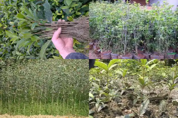 桂花树套塑料袋1686529531025