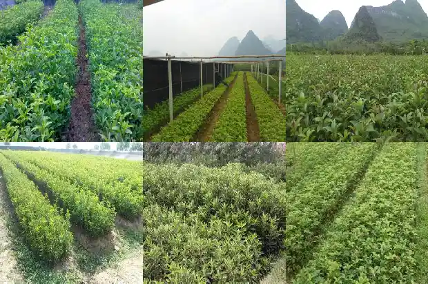 怎么嫁接桂花树什么时候嫁接1686529551786