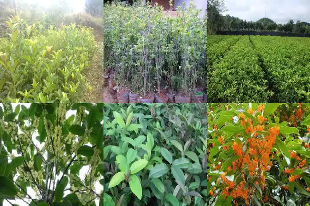 怎么嫁接桂花树什么时候嫁接1686529551927