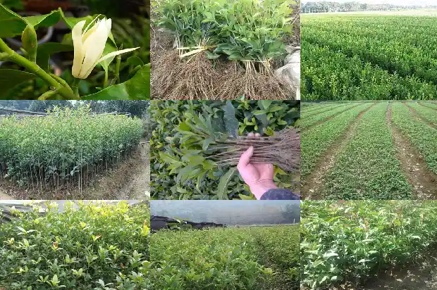 桂花冬天用塑料薄膜包上1686529585251
