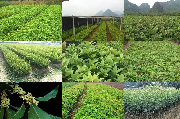 桂花果泡酒的功效与作用及食用方法1689034814896
