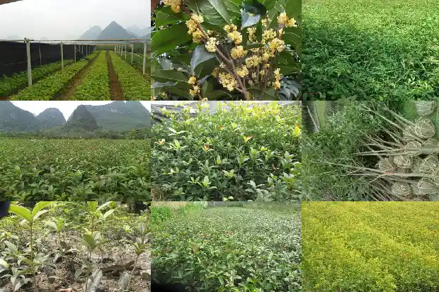 桂花冬天用塑料薄膜包上1686529585345