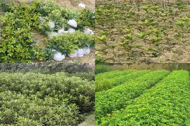 桂花树皮掉了用保鲜膜包裹1686529609845