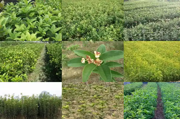 桂花树保温塑料膜1686529628899