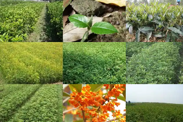 桂花树保温塑料膜1686529628947