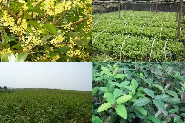 桂花树过冬树干用塑料薄膜包吗能活吗1686529649121