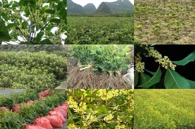 桂花树过冬树干用塑料薄膜包吗能活吗1686529649168