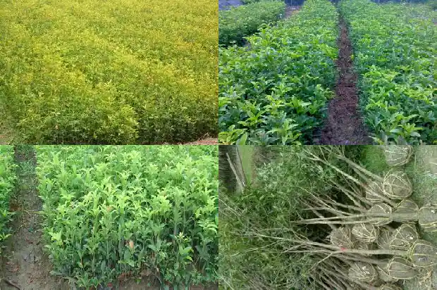 桂花树可用什么树嫁接1686529667431