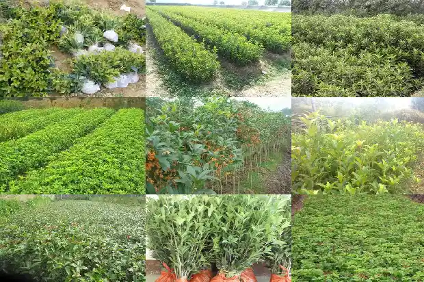 桂花树可用什么树嫁接1686529667478