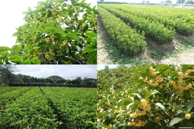 桂花树可用什么树嫁接1686529667527