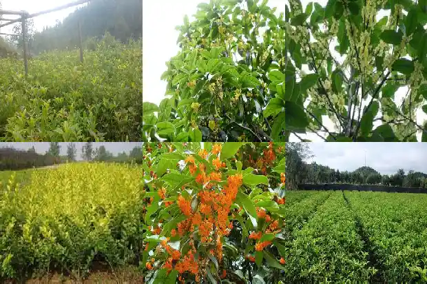 家里养什么样的桂花树好养1686529711539