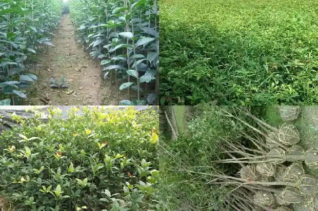 家里养什么样的桂花树好养1686529711587