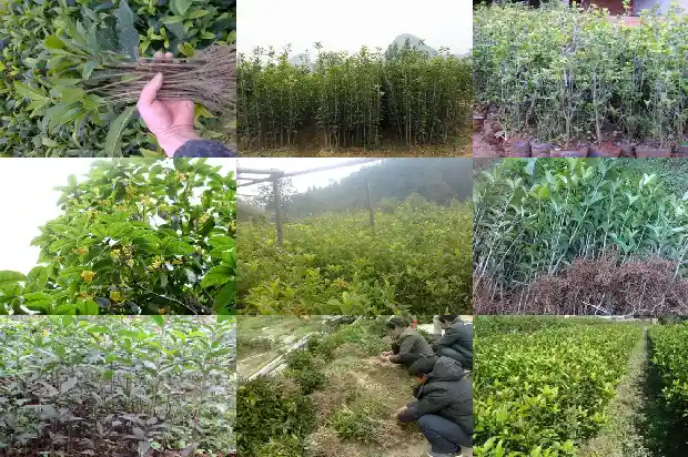 桂花树苗买哪种好养活一些1686529728673