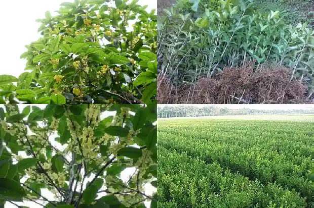 桂花树苗买哪种好养一点呢1686529777694