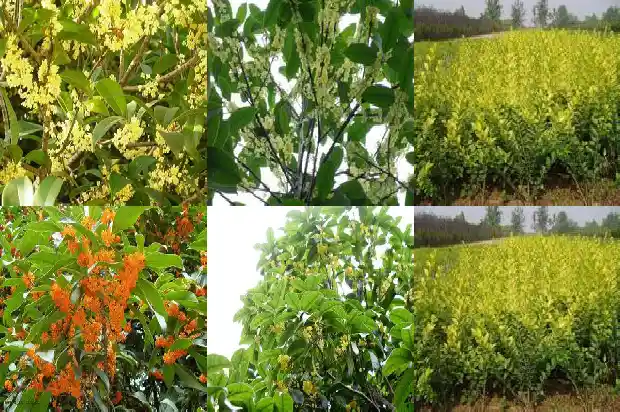桂花树买多粗好养活一点1686529823036