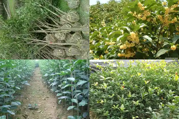桂花树买多粗好养活一点1686529823082