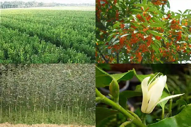 刚买的桂花树怎么养才长得好看1686529844277