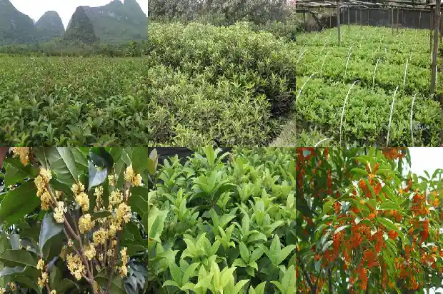 北方桂花春天什么时候发芽1686529924067