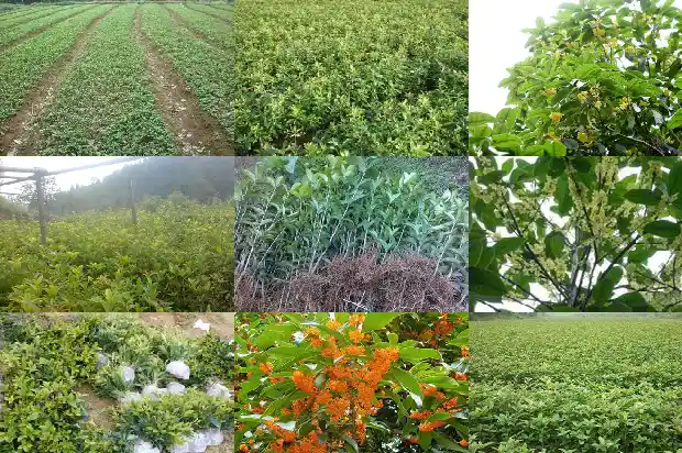 桂花树什么价格最好养护和管理呢1686529946475