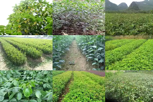 桂花树什么价格最好养护和管理呢1686529946522