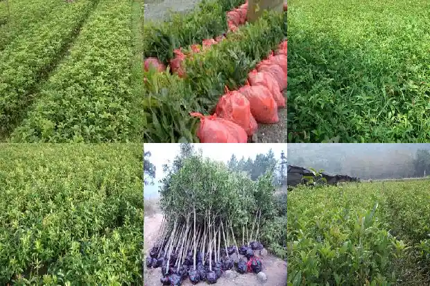 桂花树什么价格最好养殖的呢1686529961891
