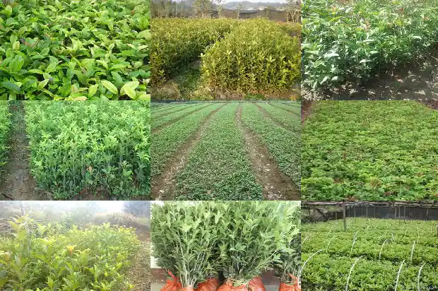 桂花树什么价格最好养殖的呢1686529961939