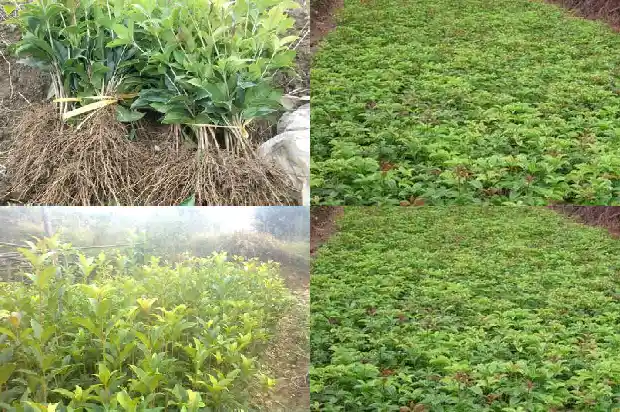 盆栽桂花树的养殖与管理1686529982787