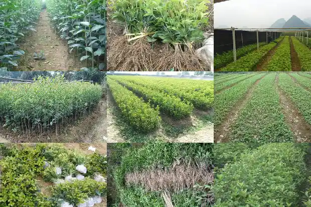 盆栽桂花树的养殖与管理1686529982834