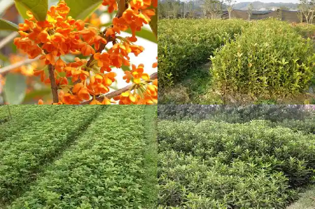 五月份能嫁接桂花吗1688792971495