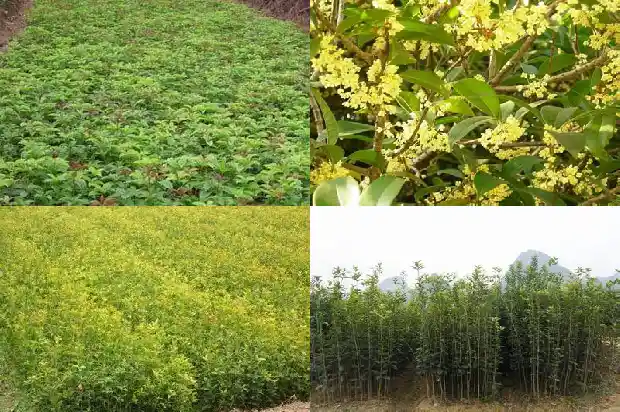 桂花树品种哪个最好养活一些1686530005118