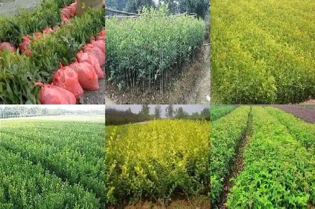 大的桂花树怎么移植好呢1686530027799