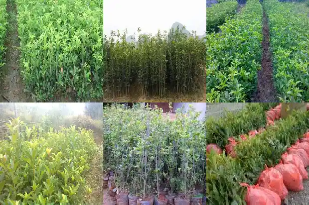 大的桂花树怎么移植好呢1686530027844